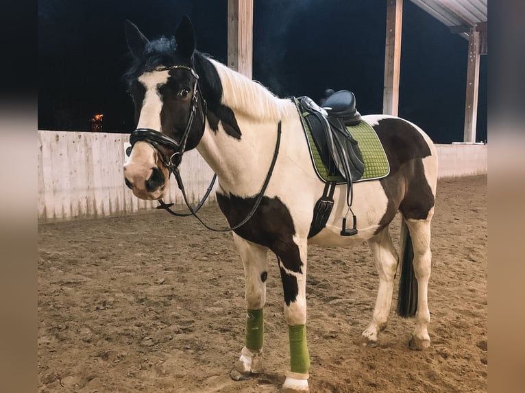 Oldenburgo Caballo castrado 16 años 174 cm Pío in Gelnhausen