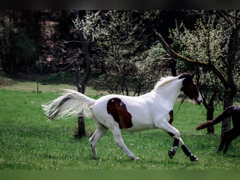 Oldenburgo Caballo castrado 16 años 174 cm Pío in Gelnhausen
