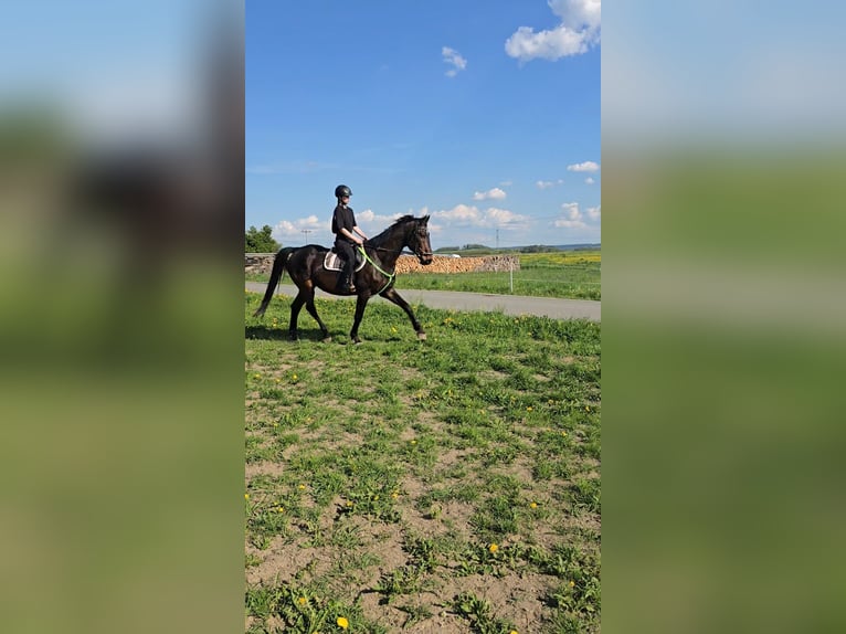 Oldenburgo Caballo castrado 16 años 175 cm Castaño in Tegau