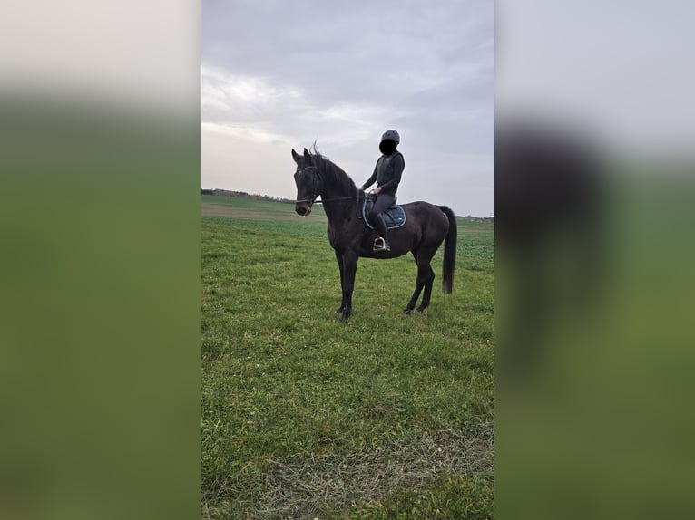 Oldenburgo Caballo castrado 16 años 175 cm Castaño in Tegau