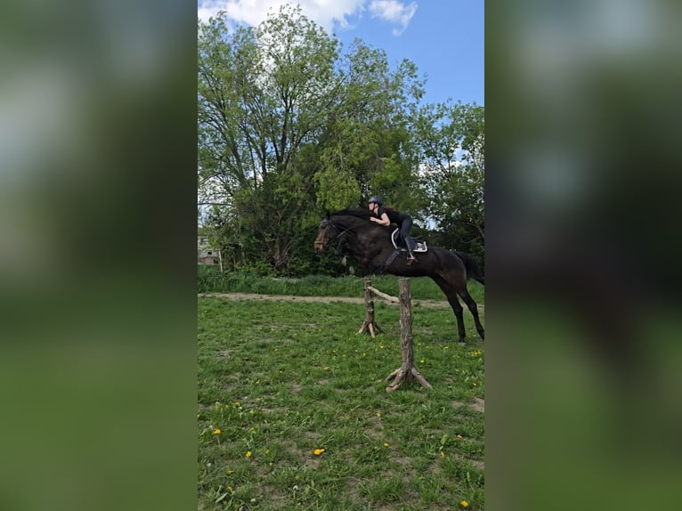 Oldenburgo Caballo castrado 16 años 175 cm Castaño in Tegau