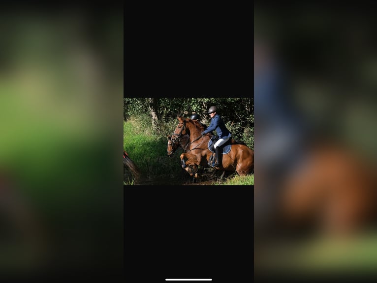 Oldenburgo Caballo castrado 16 años 178 cm Alazán in Garbsen