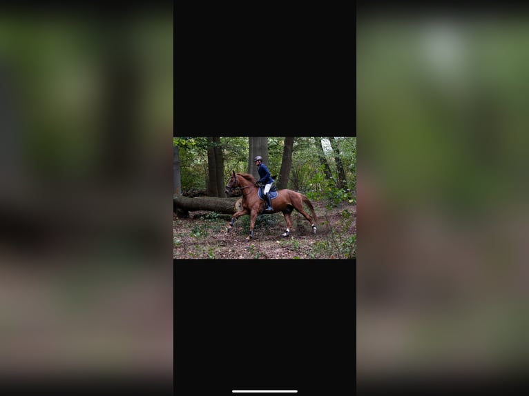 Oldenburgo Caballo castrado 16 años 178 cm Alazán in Garbsen