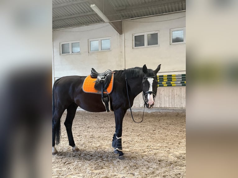 Oldenburgo Caballo castrado 16 años 178 cm Negro in Binzen