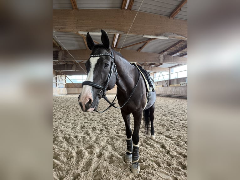 Oldenburgo Caballo castrado 16 años 178 cm Negro in Binzen