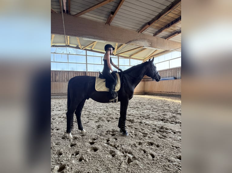 Oldenburgo Caballo castrado 16 años 178 cm Negro in Binzen