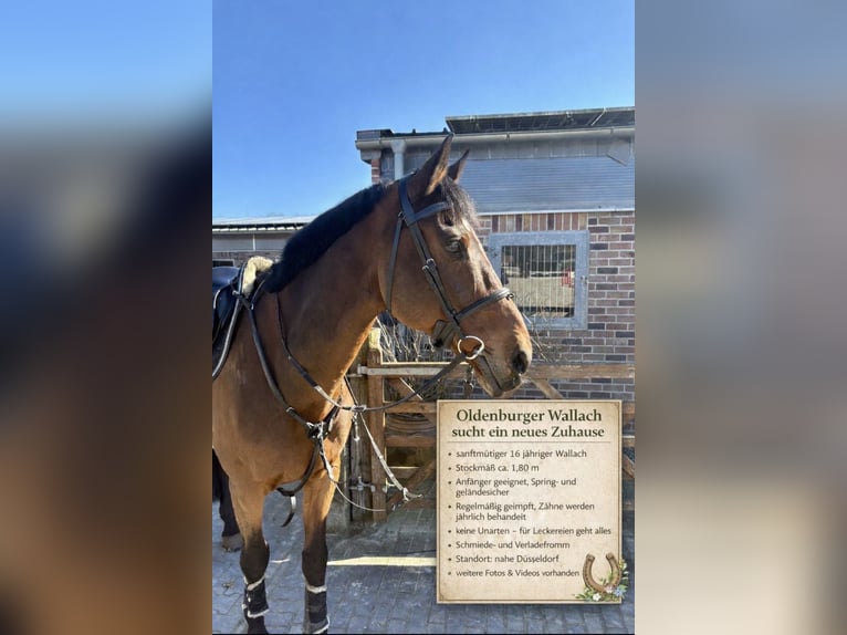 Oldenburgo Caballo castrado 16 años 179 cm Castaño in Willich