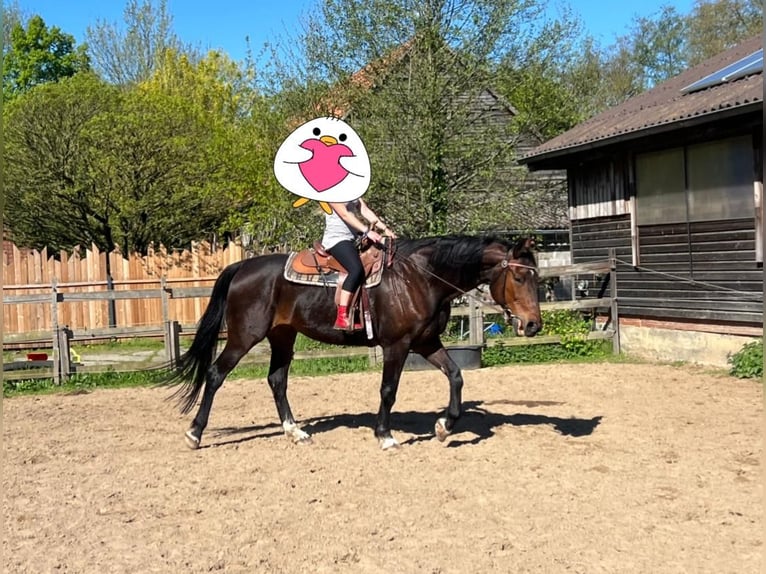 Oldenburgo Caballo castrado 16 años 183 cm Castaño in Neuenkirchen-V&#xF6;rden