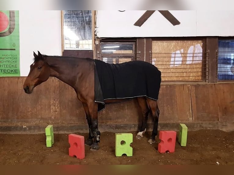Oldenburgo Caballo castrado 16 años 184 cm Castaño in Lauf an der Pegnitz