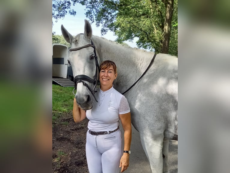 Oldenburgo Caballo castrado 16 años Tordo in Overpelt