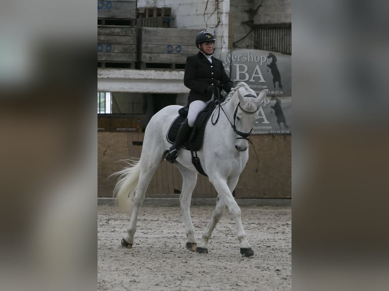 Oldenburgo Caballo castrado 16 años Tordo in Overpelt