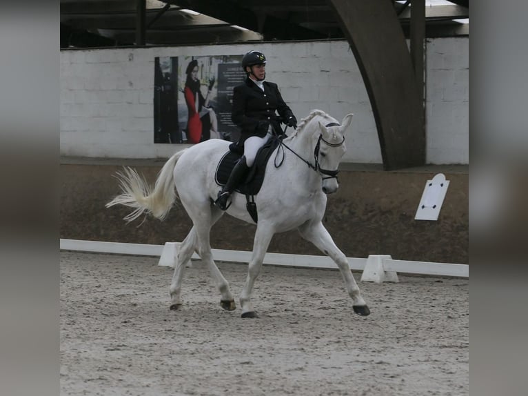 Oldenburgo Caballo castrado 16 años Tordo in Overpelt