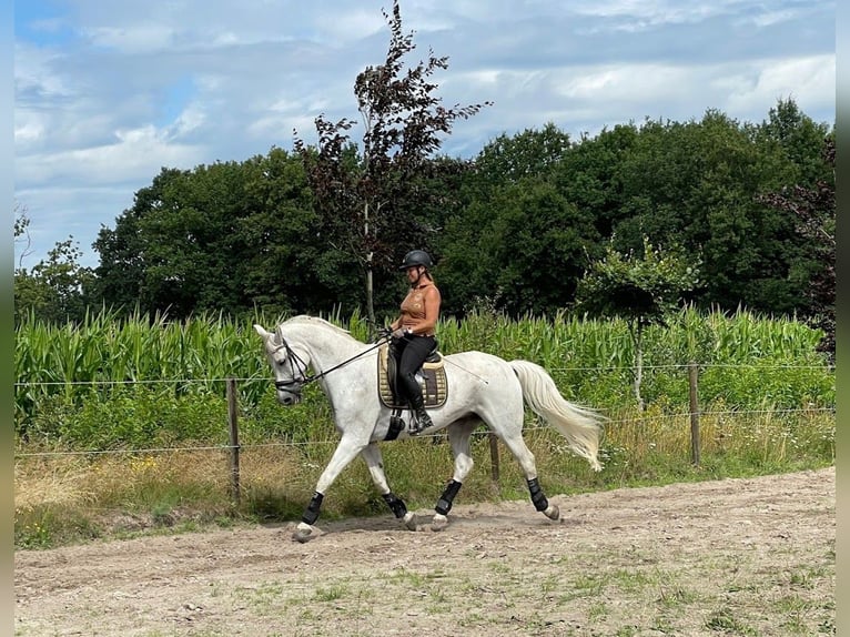 Oldenburgo Caballo castrado 16 años Tordo in Overpelt