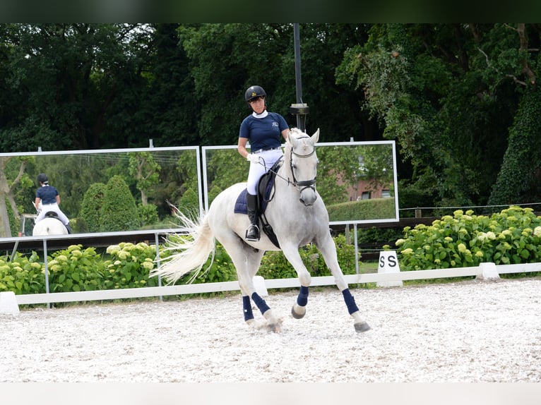 Oldenburgo Caballo castrado 16 años Tordo in Overpelt