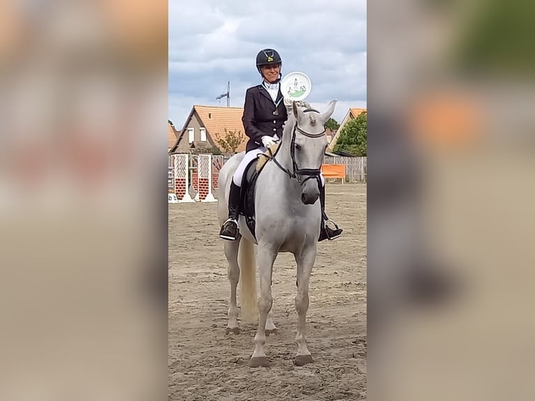 Oldenburgo Caballo castrado 16 años Tordo in Overpelt