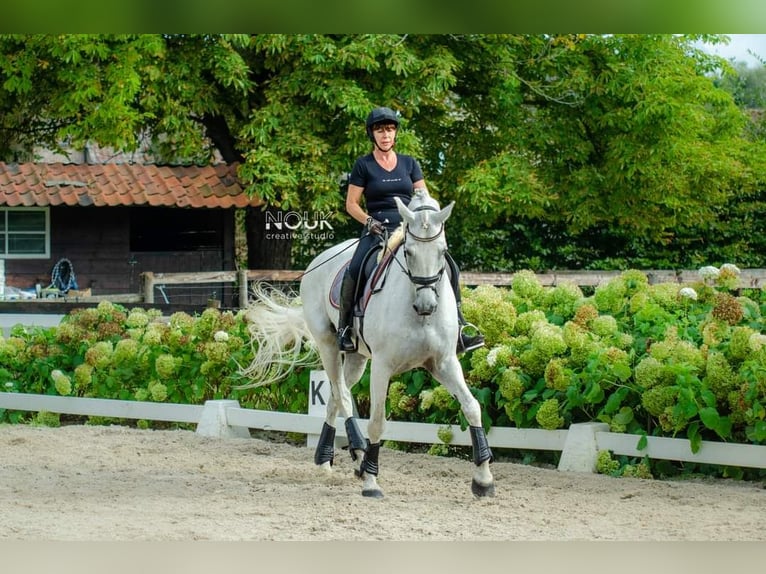 Oldenburgo Caballo castrado 16 años Tordo in Overpelt