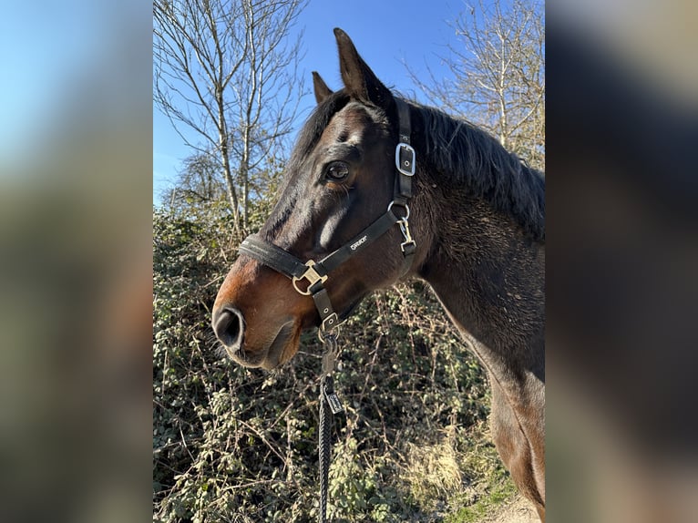Oldenburgo Caballo castrado 17 años 163 cm Castaño oscuro in Ludwigsburg