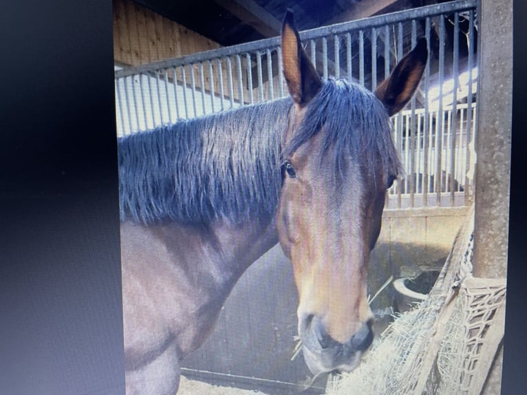 Oldenburgo Caballo castrado 17 años 164 cm Castaño in Obergünzburg