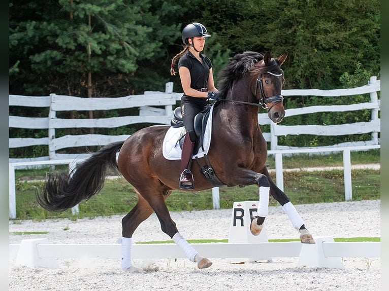 Oldenburgo Caballo castrado 17 años 167 cm Castaño oscuro in Pilisj&#xE1;szfalu
