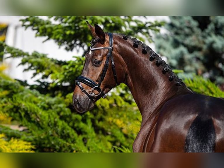 Oldenburgo Caballo castrado 17 años 167 cm Castaño oscuro in Pilisj&#xE1;szfalu