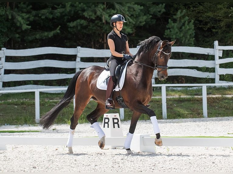 Oldenburgo Caballo castrado 17 años 167 cm Castaño oscuro in Pilisj&#xE1;szfalu