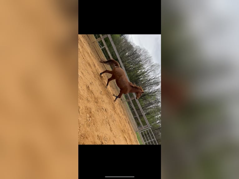 Oldenburgo Caballo castrado 17 años 170 cm Alazán in St. Christophen