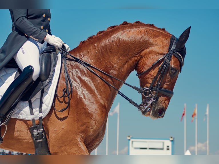 Oldenburgo Caballo castrado 17 años 172 cm Alazán in TORRELAGUNA