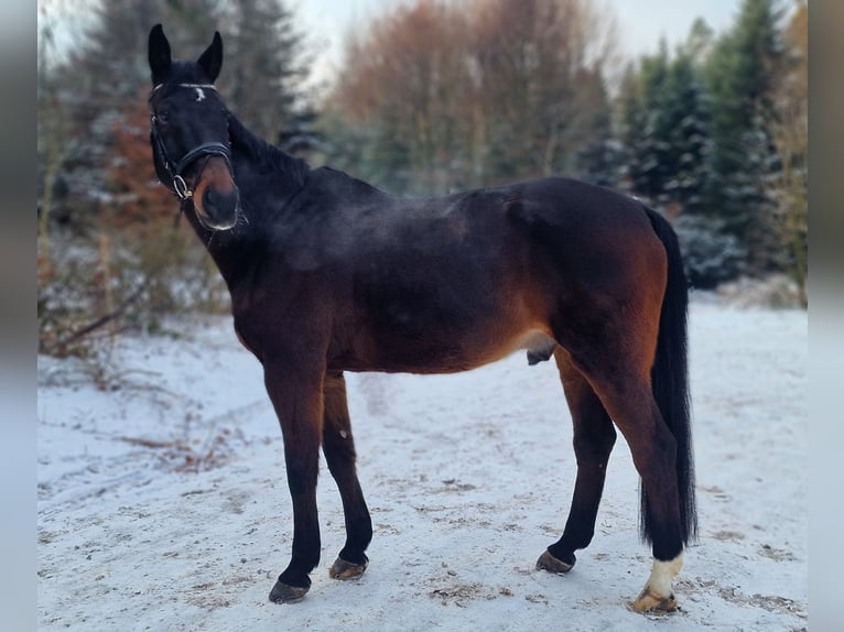 Oldenburgo Caballo castrado 17 años 172 cm Castaño in Illnau