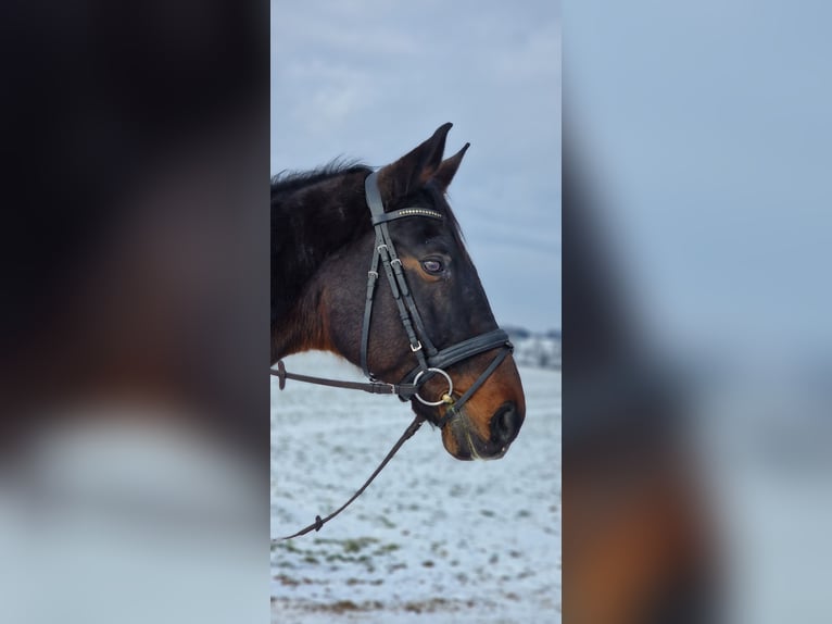 Oldenburgo Caballo castrado 17 años 172 cm Castaño in Illnau