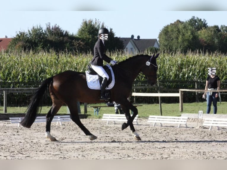 Oldenburgo Caballo castrado 17 años 174 cm Castaño in Welzheim