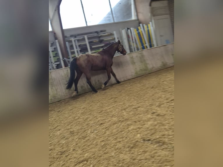 Oldenburgo Caballo castrado 17 años 174 cm Castaño in Renchen