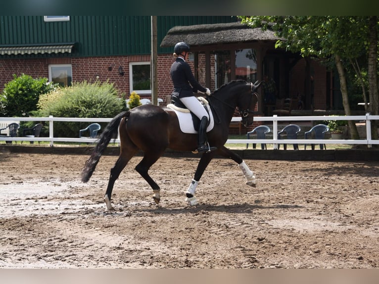Oldenburgo Caballo castrado 17 años 176 cm Castaño in Scheinfeld