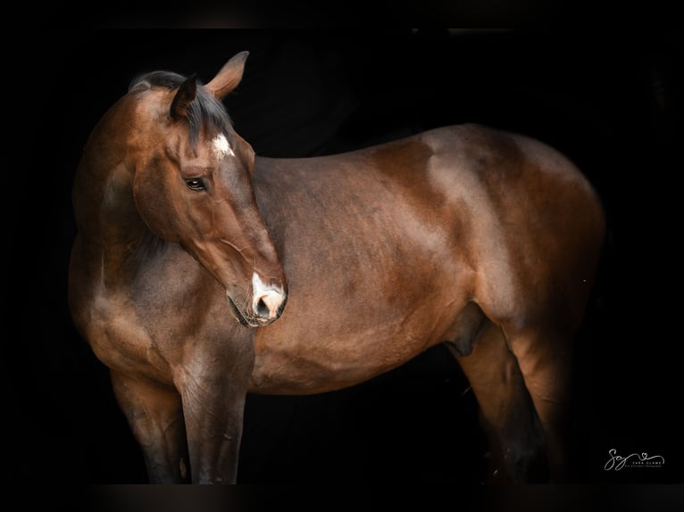 Oldenburgo Caballo castrado 17 años 176 cm Castaño oscuro in Kuhlen-Wendorf