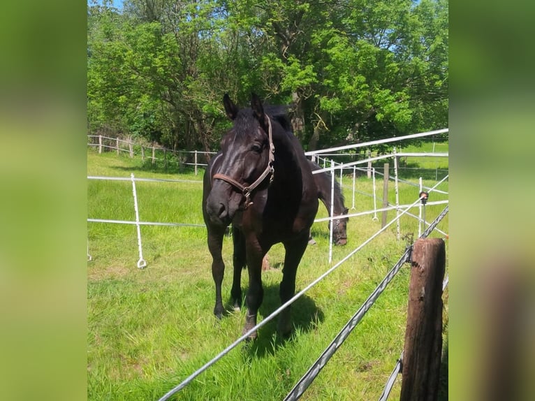 Oldenburgo Caballo castrado 17 años 182 cm Negro in Rosengarten