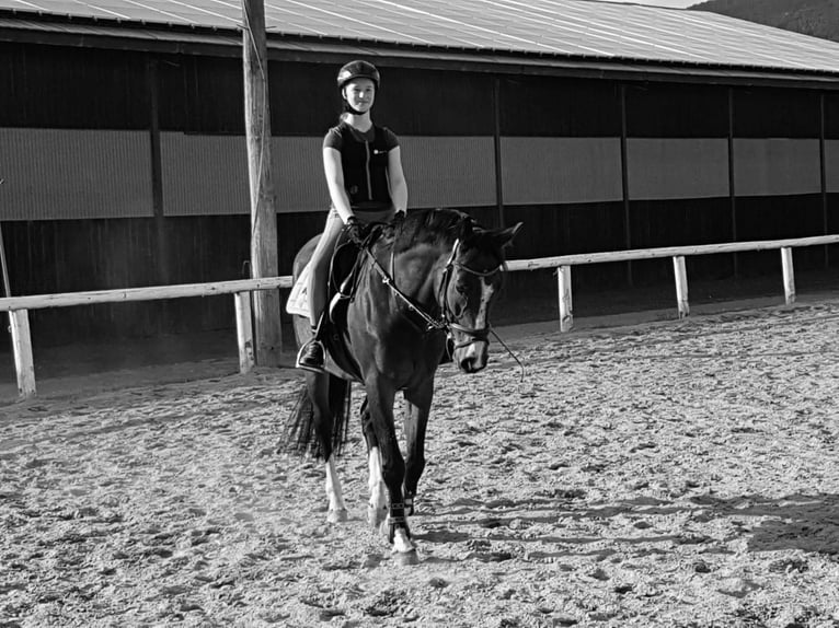 Oldenburgo Caballo castrado 18 años 165 cm Castaño in Villach