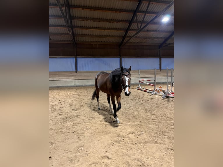 Oldenburgo Caballo castrado 18 años 165 cm Castaño in Villach