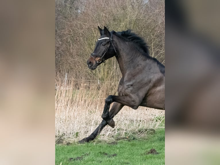 Oldenburgo Caballo castrado 18 años 167 cm Castaño oscuro in Handorf