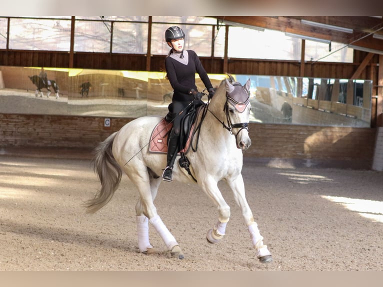 Oldenburgo Caballo castrado 18 años 173 cm Tordo in Ruppertshofen