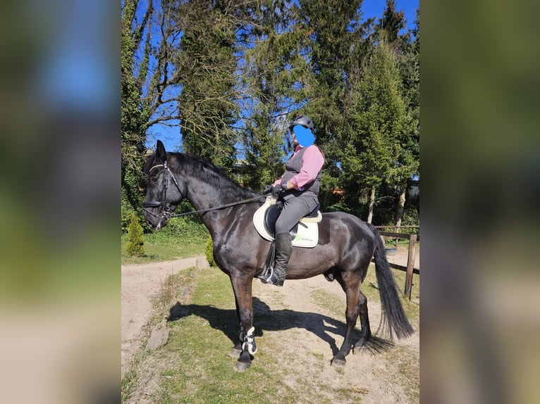 Oldenburgo Caballo castrado 18 años 182 cm Negro in Rosengarten