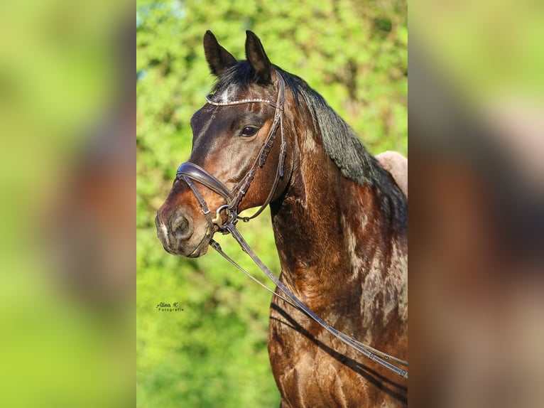 Oldenburgo Caballo castrado 19 años 164 cm Castaño oscuro in Ottendorf