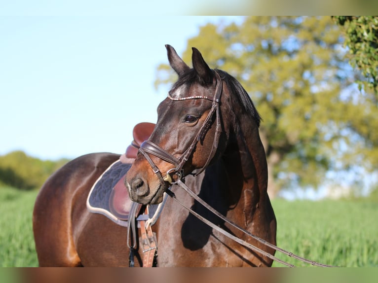Oldenburgo Caballo castrado 19 años 164 cm Castaño oscuro in Ottendorf