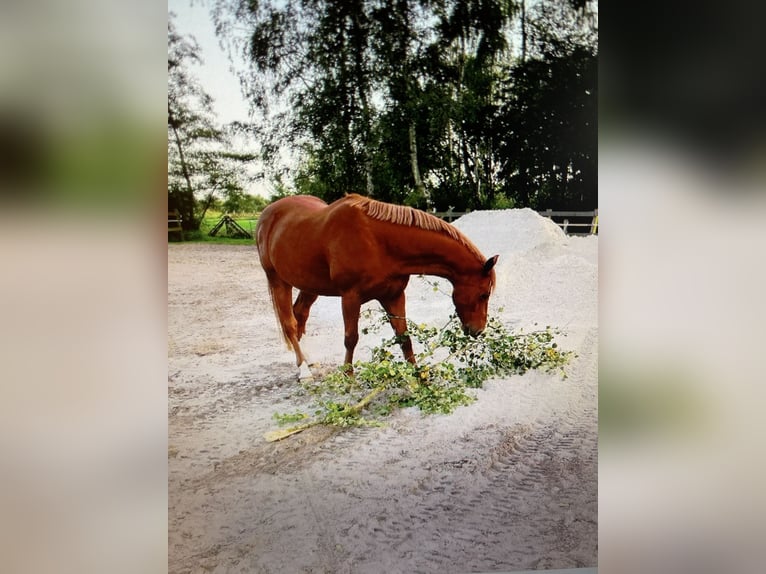 Oldenburgo Caballo castrado 19 años 166 cm Alazán in Moormerland