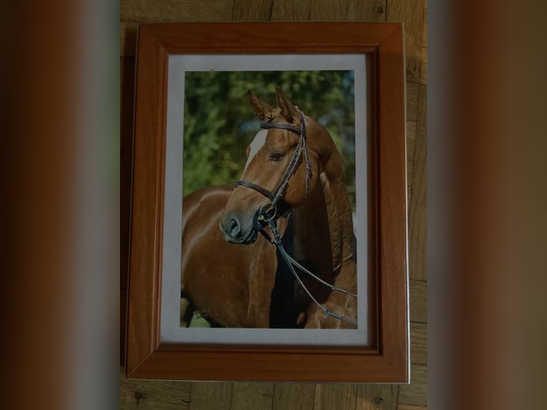 Oldenburgo Caballo castrado 19 años 166 cm Alazán in Moormerland