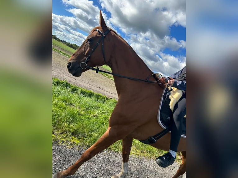 Oldenburgo Caballo castrado 19 años 174 cm Alazán in Großheide Berumerfehn