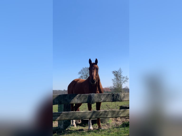 Oldenburgo Caballo castrado 19 años 174 cm Alazán in Großheide Berumerfehn