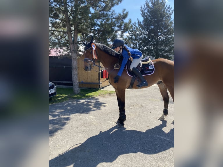 Oldenburgo Caballo castrado 19 años Castaño rojizo in Plavecké Podhradie, Slovakia