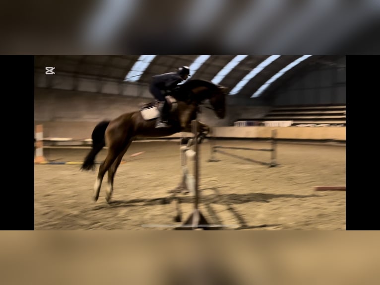 Oldenburgo Caballo castrado 19 años Castaño rojizo in Plavecké Podhradie, Slovakia