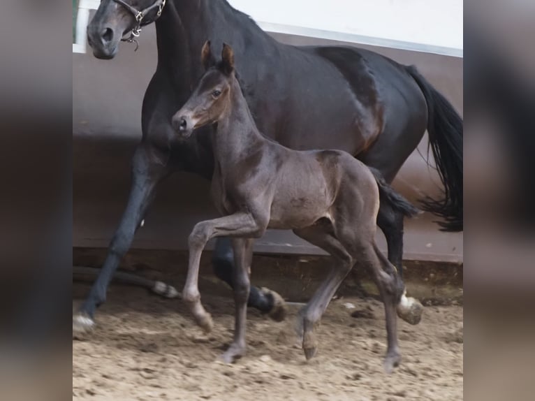 Oldenburgo Caballo castrado 1 año 168 cm Negro in Bramsche