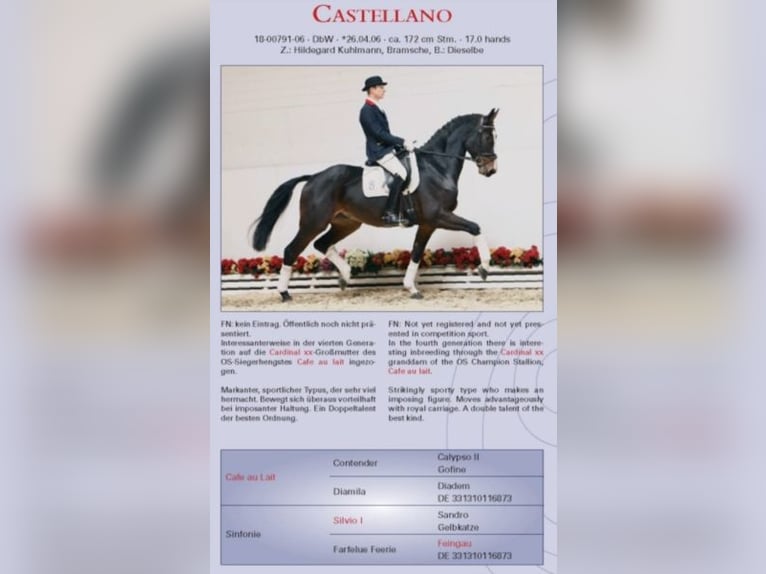 Oldenburgo Caballo castrado 1 año 168 cm Negro in Bramsche