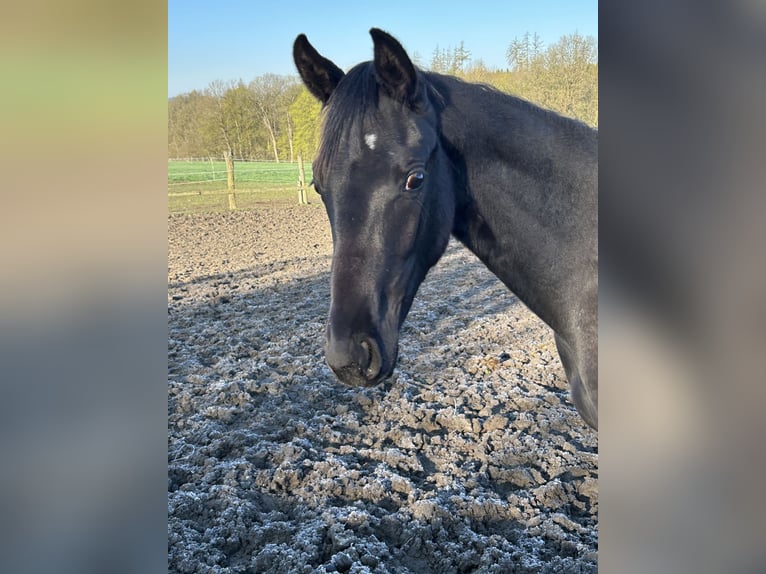 Oldenburgo Caballo castrado 1 año 168 cm Negro in Schöneck/Vogtland